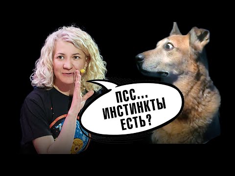 Почему у нас нет инстинктов? Материнского инстинкта не существует? | Ученые против мифов 20-2