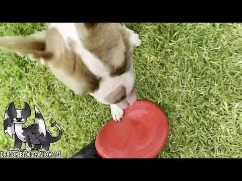 Kong Puppy Flyer and Large Flyer Perfect for My Dogs
