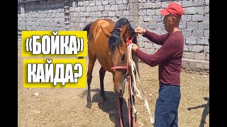 Манас минген "Бойка" каякта?