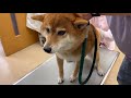 病院が嫌いな柴犬