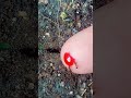 Ant Colony Calmly Drinking Red Syrup on a Finger #insects #timelapse #short