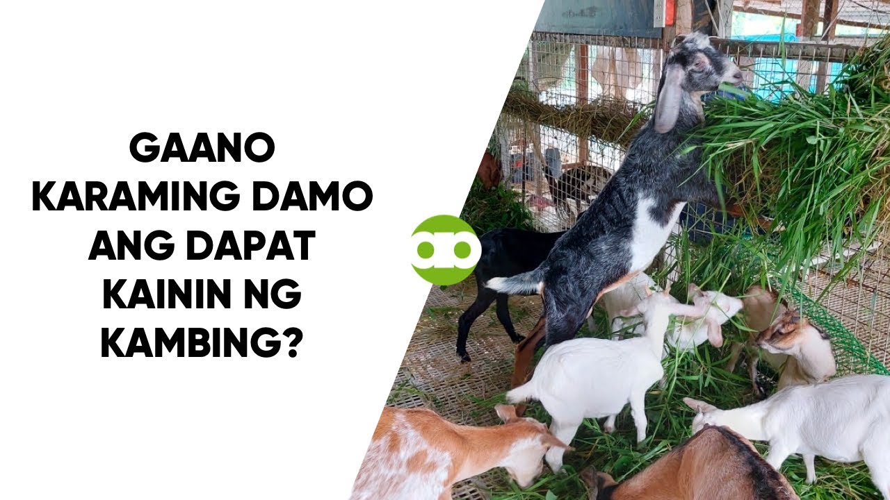 Gaano Karaming Damo ang Dapat Kainin ng Kambing?