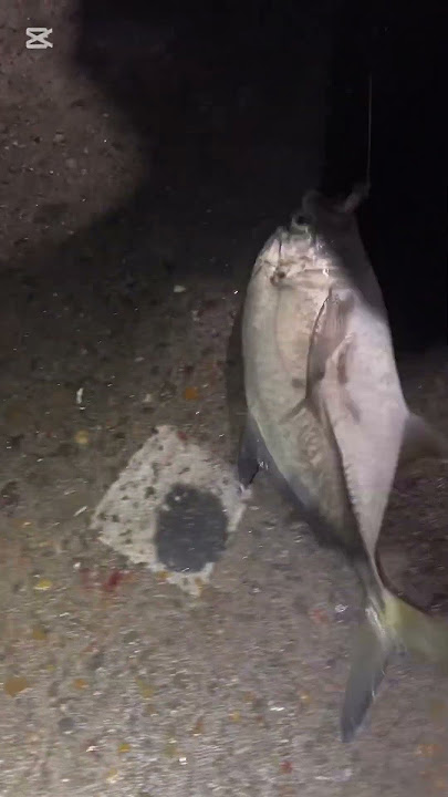 Bali 3 trevally #2025shorts