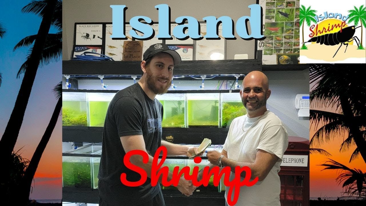 We Bought Another Shrimp Room