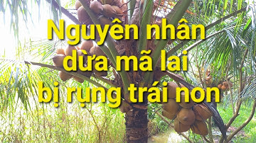 Nguyên nhân dừa mã lai bị rụng trái non