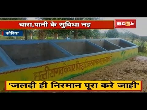 Koriya गोठान के हालत खराब, नइ हे पसु | चारा, पानी के सुविधा घलो नइ हे madhya pradesh news khabar