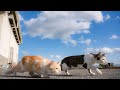 【人気の猫写真 2021年11月】NEKOくらぶ Nov/2021 ~ネコ好きはヤメラレナイ~