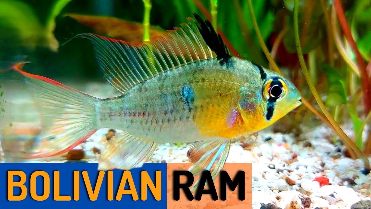 stang kjole Perpetual The Ultimate Guide to Raising a Healthy Bolivian Ram (Mikrogeophagus  altispinosus) - YouTube