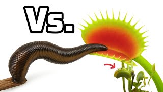 Giant Leech vs Venus Fly Trap। Most Dangerous Insects In The World#006 