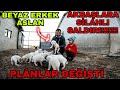 ERKEK BEYAZ ASLANIMIZI ALDIK SONUNDA|BİRCAN ABİNİN KÖPEKLERİNE SİLAHLI SALDIRI!!!!!