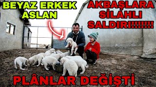 ERKEK BEYAZ ASLANIMIZI ALDIK SONUNDA|BİRCAN ABİNİN KÖPEKLERİNE SİLAHLI SALDIRI!!!!!