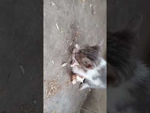 هو اكيد ديشتمني بس مااعرف نوع الشتيمة حتى اجاوبه ههههه