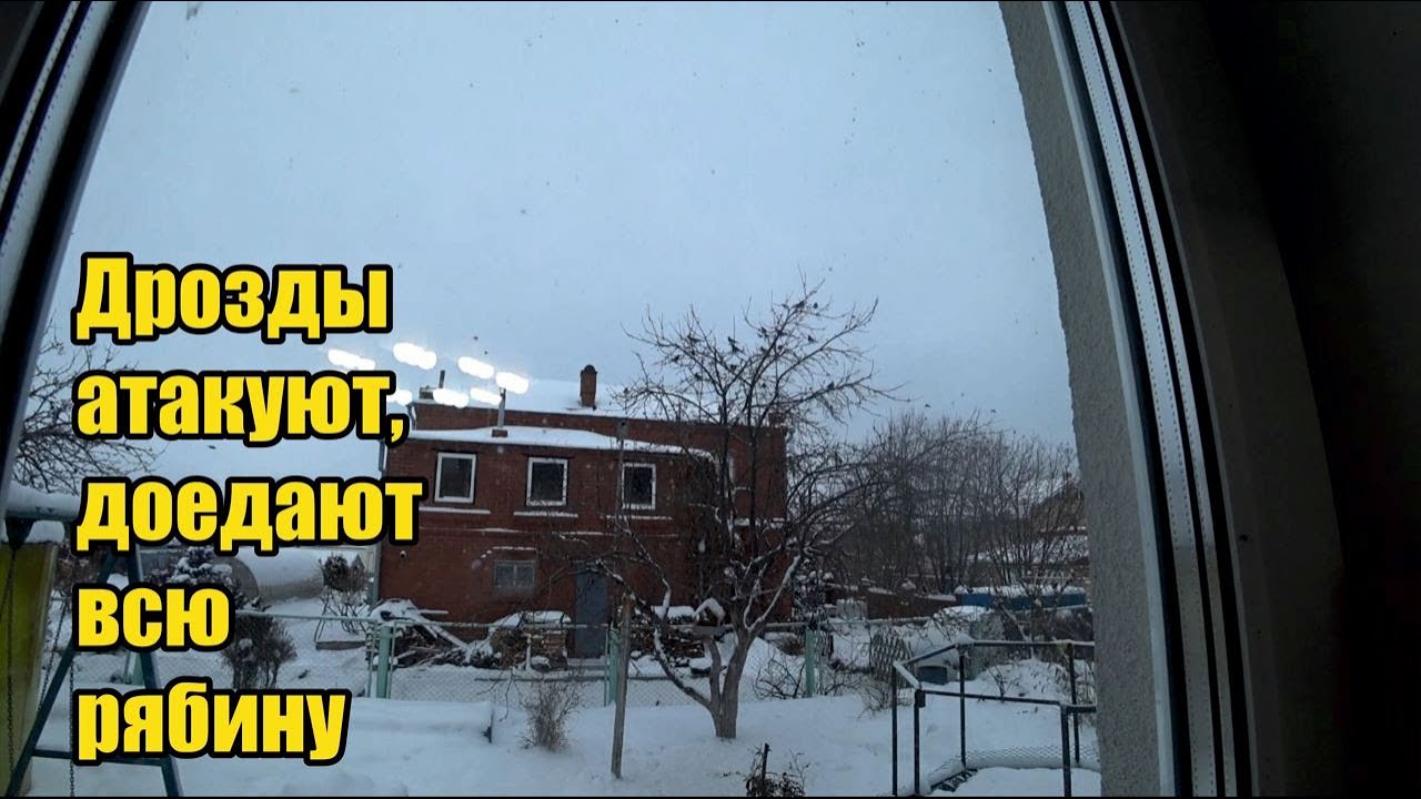 Дрозды доедают рябину. Отверстие в шкафу для розетки. Кот выращивает ...