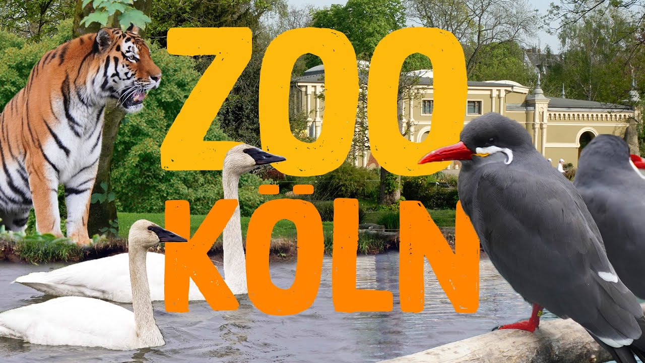 Neues von den Affen aus dem Zoo Berlin I Panda, Gorilla \u0026 Co.