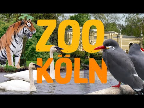 Vídeo: Zoo de Colònia