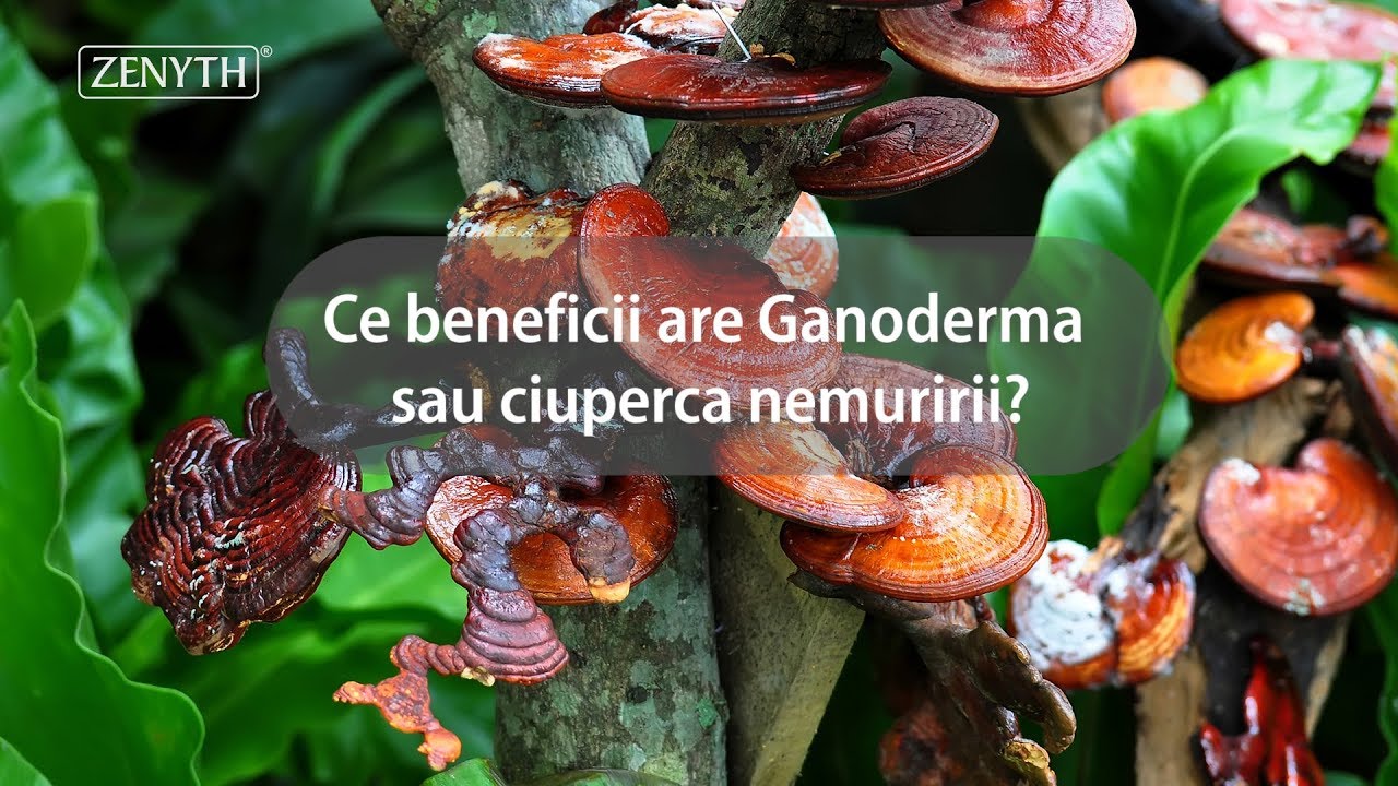 ganoderma pierdere în greutate)