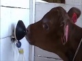 Как правильно проводить выпойку новорожденных телят