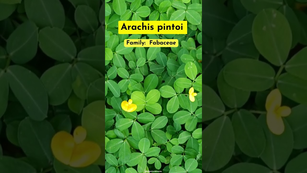 Arachis pintoi 