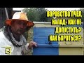 ВОРОВСТВО НА ПАСЕКЕ. НАПАД ПЧЕЛ. КАК НЕ ДОПУСТИТЬ? ПОДКОРМКА. ЛЮБИТЕЛЬСКОЕ ПЧЕЛОВОДСТВО С "0"