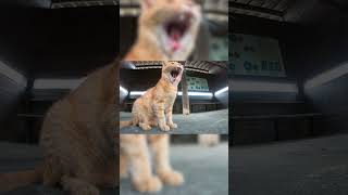 【スローモーション】猫のあくびを見た結果…#Shorts