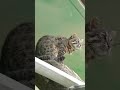 愛らしい ツシマヤマネコ