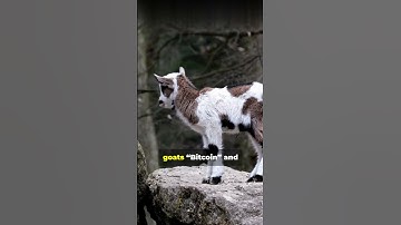 Meta Urged to Buy Bitcoin