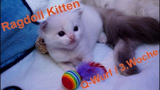 Ragdoll Kitten | unser Q-Wurf in der dritten Woche | Aramintapaws Ragdolls by Aramintapaws Ragdolls 399 views 1 year ago 50 seconds