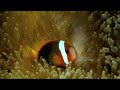 Facts: The Tomato Clownfish