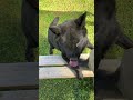 段差上がれない甲斐犬