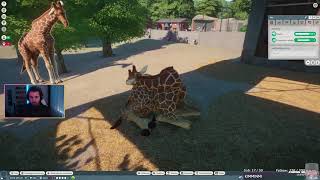 Planet Zoo : Les girafes dorment comme ça ?