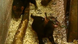 bush dog pups 7 weeks old by SCARCE WORLDWIDE 3,505 views 9 years ago 1 minute, 56 seconds