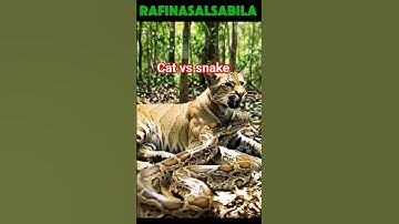 Detik detik kucing hutan dililit ular piton #shortsviral #ularpiton