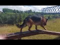 German shepherd-dog playground training