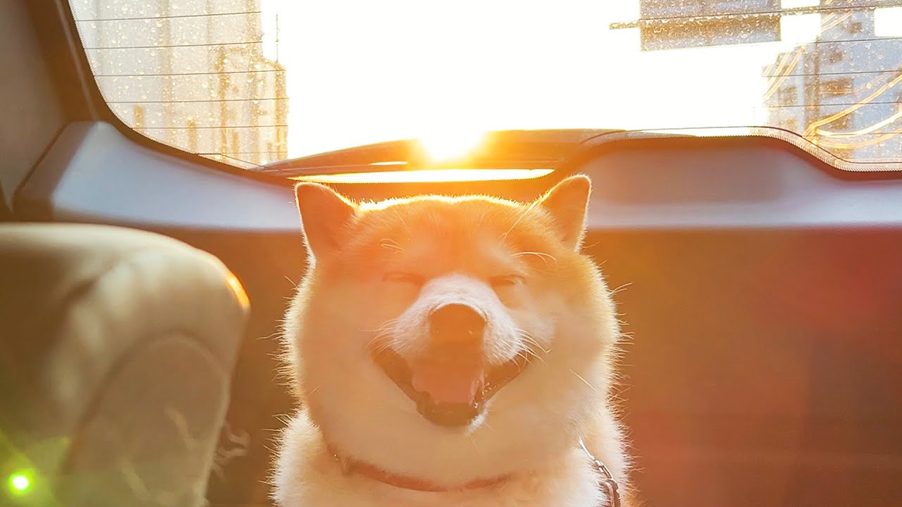 らんまる様 Round Head Sunshine - YouTube