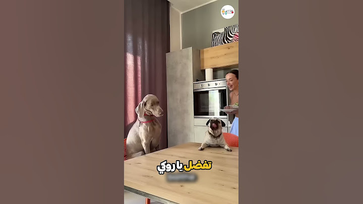 الكلاب كانوا ينتظرون لحم... وحدث ما لم يكن متوقعاً! 💔🐶
