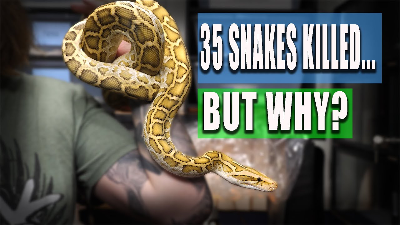 My Feelings on the Snake Killings During the Holy Thursday Massacre ...