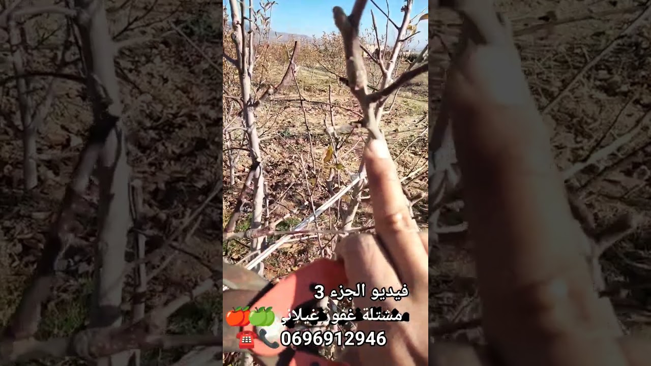 تقليم أشجار التفاح عمر 5 سنوات على الشكل الكأسي فيديو 3 
