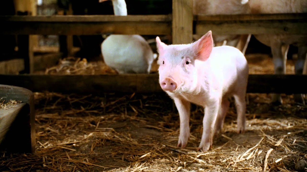 Die Besten Tierfilme Aller Zeiten Tiere In Der Hauptrolle