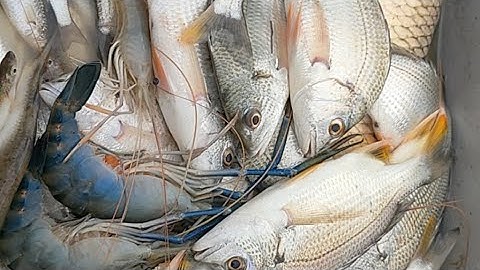 Xiệt Điện | Xiệt Cá Nước Mặn | Kích Cá Nước Mặn | Kích Cá Công Nghệ Cao | 0369051161