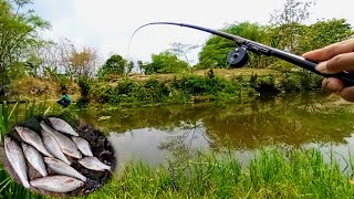 Mancing bandeng jawa! tarikanya bikin nagih bolo!!