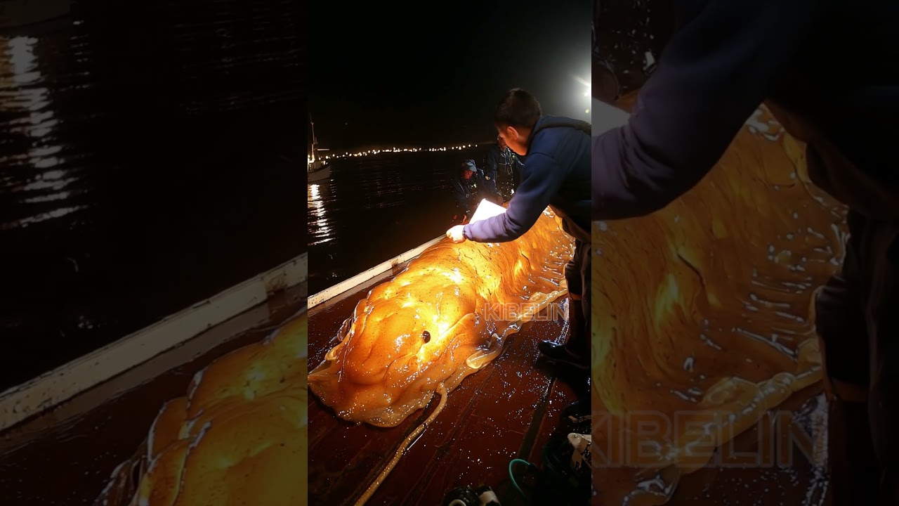 Giant Sea Slug Caught by Fishermen!🐙🦑🦀
