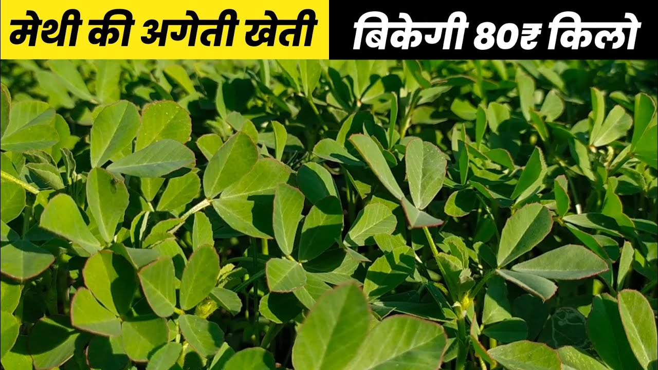 Methi ki kheti kaise karen Methi ki kheti मेथी की खेती fenugreek