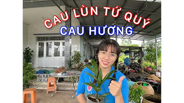 Cây giống cau hương hay cái lùn tứ quý | 0386569374 - Ngọc Ngân Bến Tre | Chuyên cây độc lạ