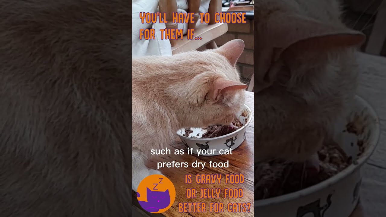 Is Gravy Or Jelly Wet Food BETTER For Your Cat cats catfood Is Gravy Or Jelly Wet Food BETTER For Your Cat cats catfood