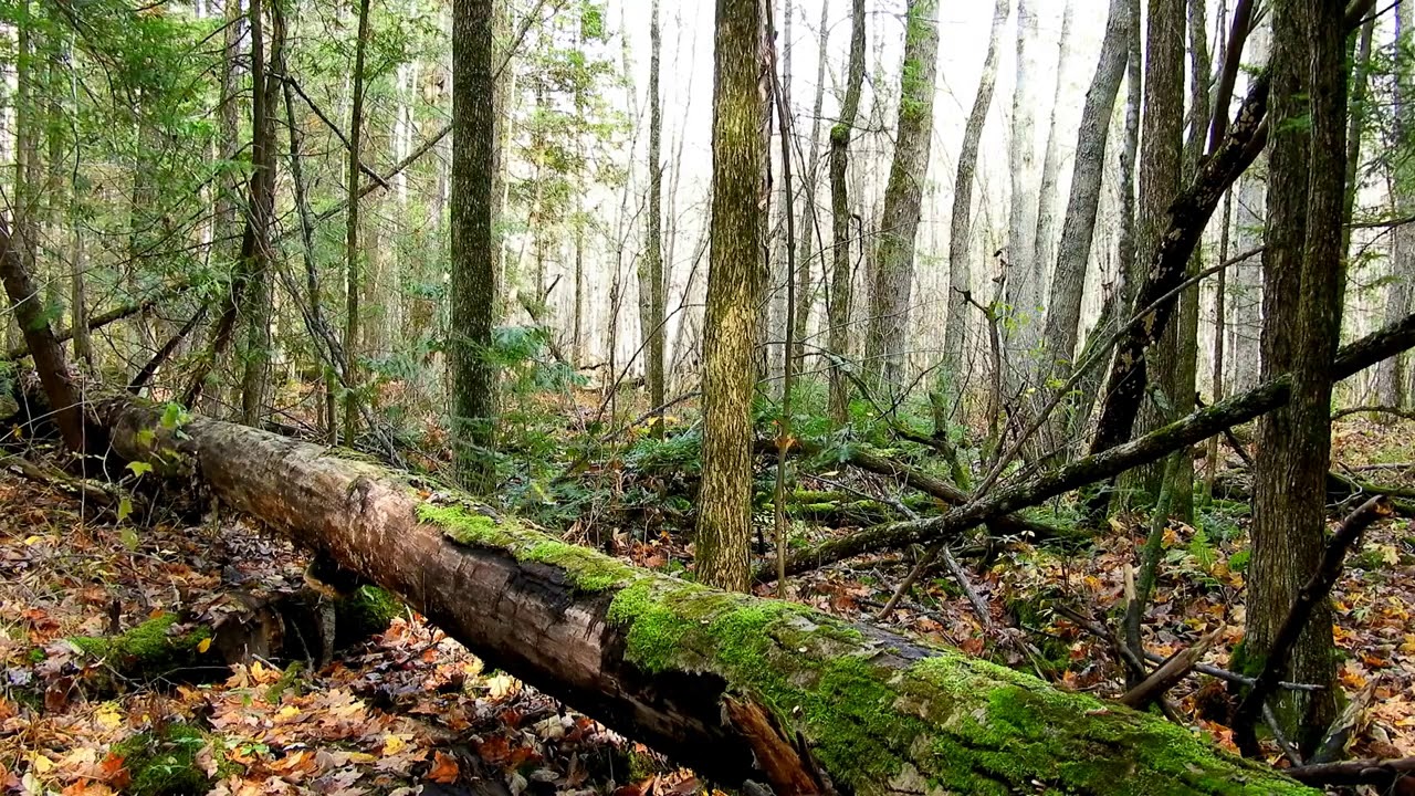 Forest BIRDSONG Video For CATS to Watch!! Hypnotizing Sounds To Calm