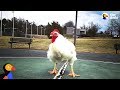 This Rooster Is King Of His House | The Dodo