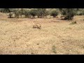 Against the Wild - On Location with a Warthog