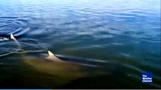 Sharks at a Golf Course (Brisbane, Australia)