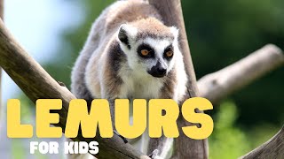 Lemurs for Kids | Learn all about these cute creatures! by Learn Bright 464 views 1 day ago 6 minutes, 37 seconds