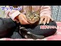 女飼い主の膝の上でマッサージを受け続け昇天してしまった子猫w